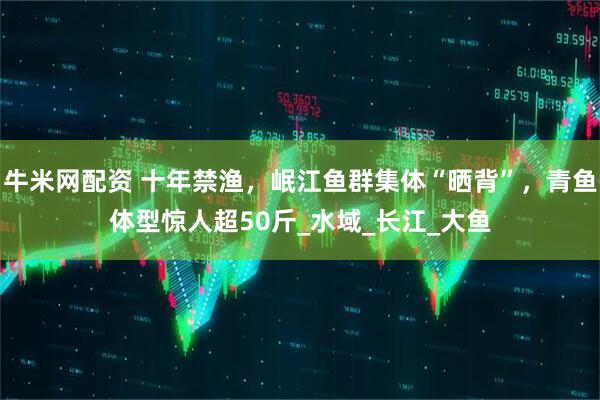 牛米网配资 十年禁渔，岷江鱼群集体“晒背”，青鱼体型惊人超50斤_水域_长江_大鱼